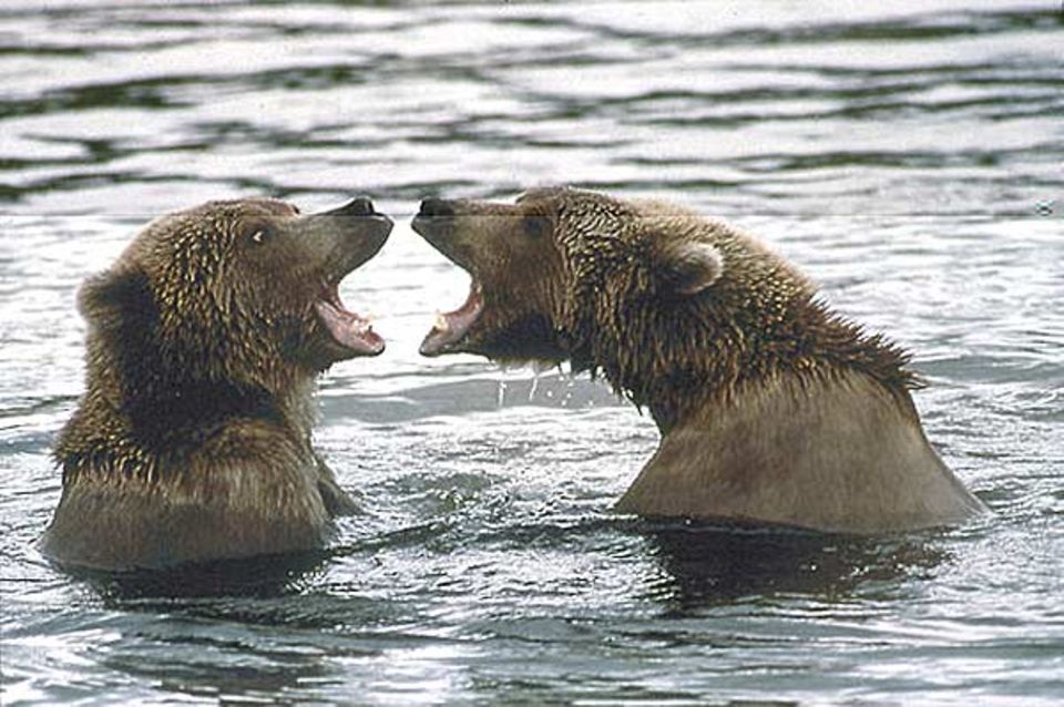 Kraftprobe: Lautstark sind die Drohgebärden der jungen Alaska-Braunbären