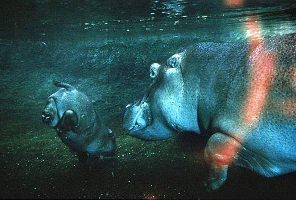 Handstand: Federleicht ist das für ein Flusspferdkind unter Wasser
