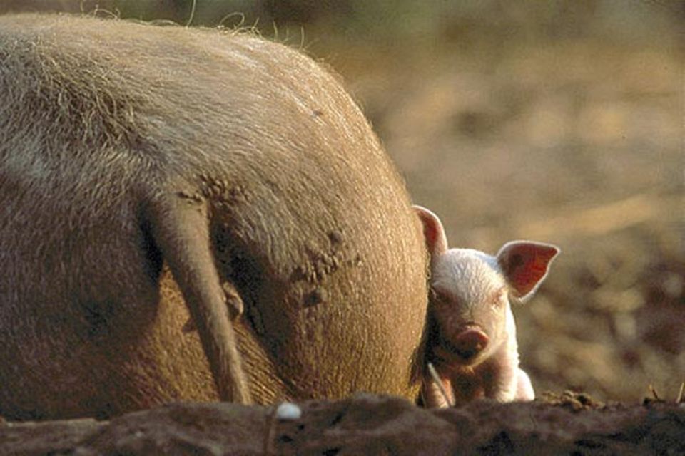 Schwein gehabt: Schmusebedürftig sind die Ferkel der gemeinen Haus-Sau, die nicht in finsteren Pferchen, sondern im Freien leben dürfen