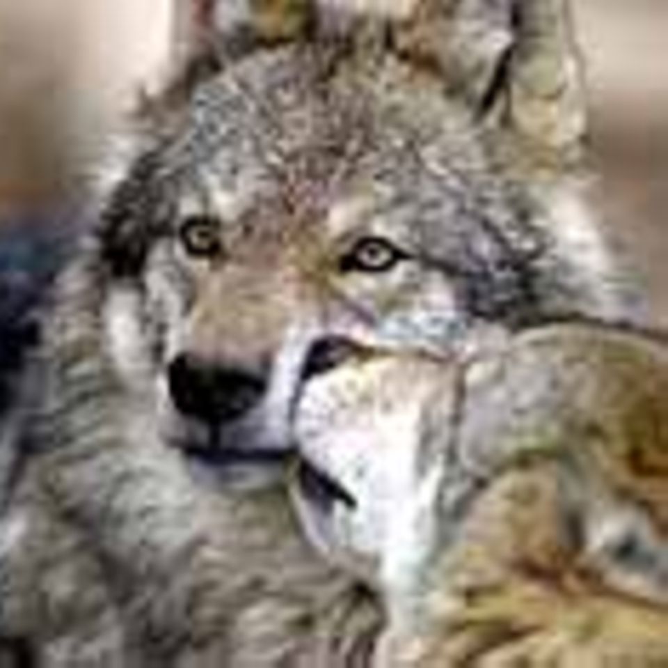 Deutschland: Ökologie: "Soko Wolf"