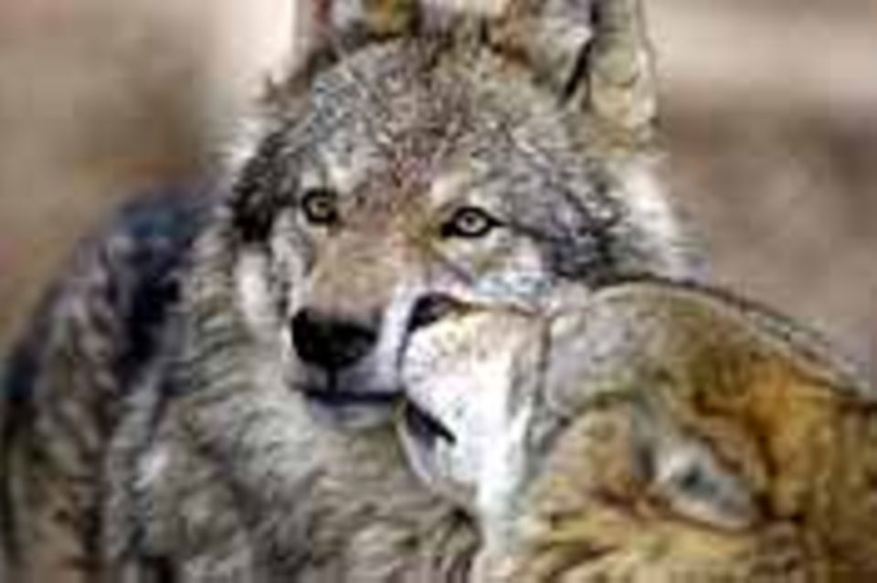 Deutschland: Ökologie: "Soko Wolf"