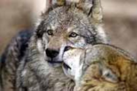 Deutschland: Ökologie: "Soko Wolf"