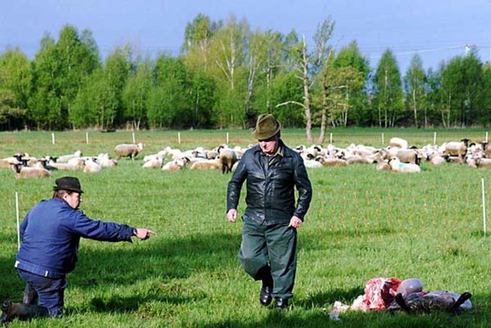 Deutschland: Tatort Muehlrose bei Weisswasser: Nach einem Wolfsüberfall bedecken 24 Kadaver eine Schafsweide in der Oberlausitz Deutschland: Tatort Muehlrose bei Weisswasser: Nach einem Wolfsüberfall bedecken 24 Kadaver eine Schafsweide in der Oberlausitz
