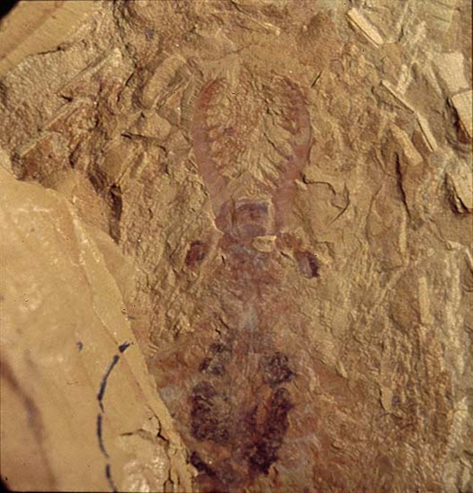 Anomalocaris war das größte Raubtier im Ur-Ozean. Dieses komplett erhaltene Jungtier misst 30 Zentimeter. Ein ausgewachsenes Exemplar wurde zwei Meter groß