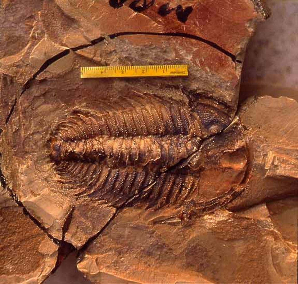 Zu den Funden der Fossillagerstätte in Chengjiang gehören auch seit langem ausgestorbene Trilobiten