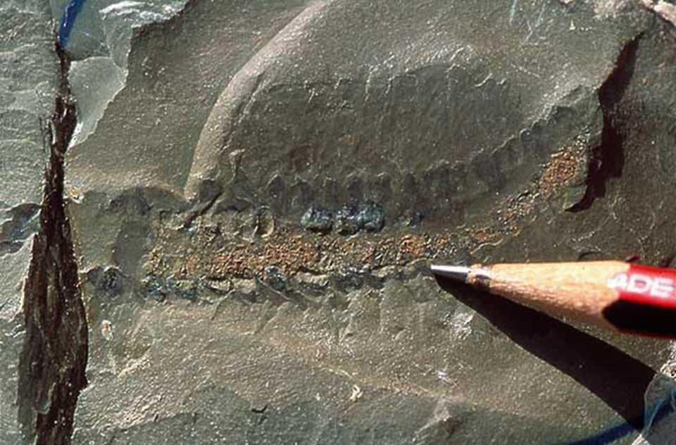 Im Darm von Anomalocaris sind noch die Überreste seiner letzten Mahlzeit zu erkennen - geschredderte Panzer und Gliedmaßen von Trilobiten