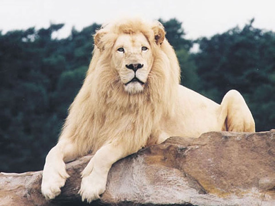 Die Könige der Löwen