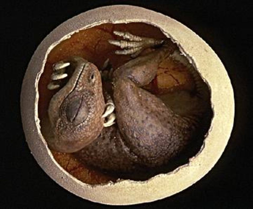 Auch Saurier haben klein angefangen, das weiß man durch Funde von Embryos in der Eierschale - hier ein Therizinosaurus-Modell nach einem Orginal, das in der Mongolei entdeckt wurde Auch Saurier haben klein angefangen, das weiß man durch Funde von Embryos in der Eierschale - hier ein Therizinosaurus-Modell nach einem Orginal, das in der Mongolei entdeckt wurde