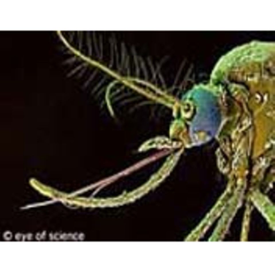 Parasiten: Wanzen, Milben, Zecken: Wer auf uns so alles wohnt