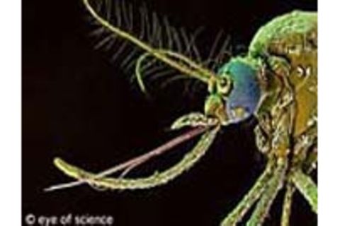 Parasiten: Wanzen, Milben, Zecken: Wer auf uns so alles wohnt