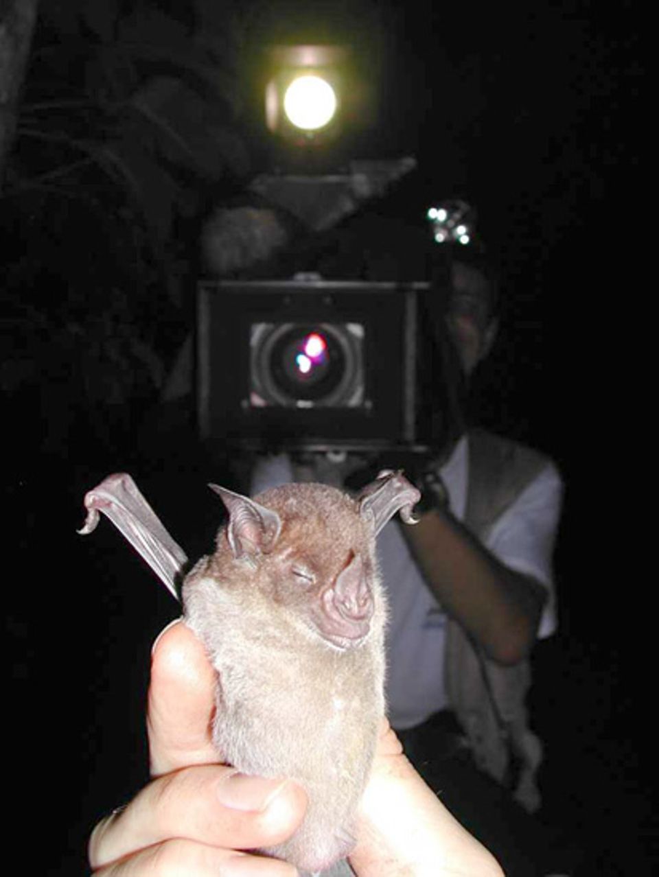 Die Fledermäuse haben sich längst daran gewöhnt, dass Detlev Kelm mit der Infrarotkamera in ihren Bäumen herumstöbert. Die Fledermäuse haben sich längst daran gewöhnt, dass Detlev Kelm mit der Infrarotkamera in ihren Bäumen herumstöbert.