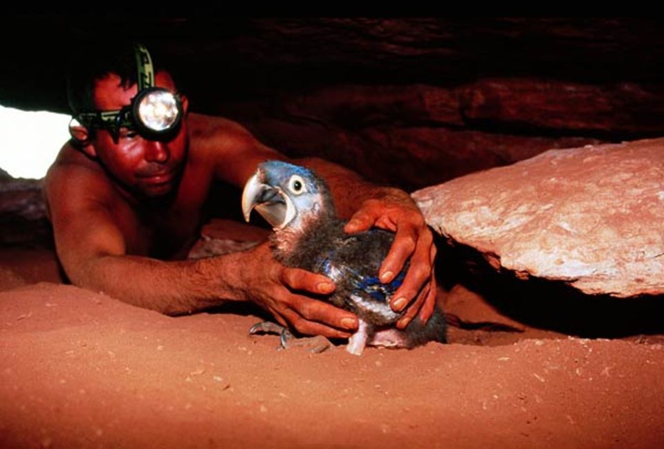 Ein einheimischer Mitarbeiter des Ara-Projekts ist in eine Bruthöhle im steilen Absturz eines Hochplateaus geklettert Ein einheimischer Mitarbeiter des Ara-Projekts ist in eine Bruthöhle im steilen Absturz eines Hochplateaus geklettert
