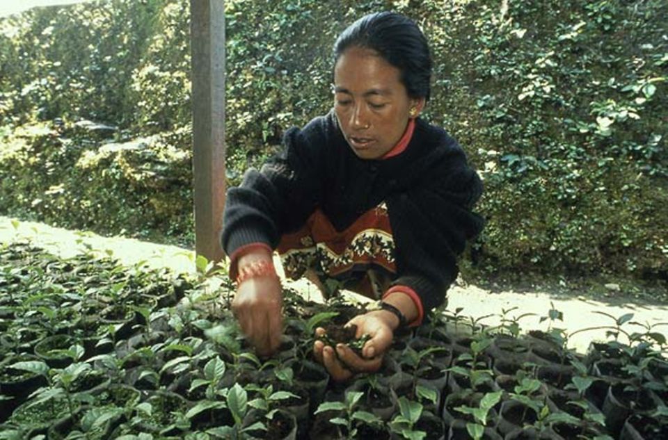 Frauengruppen des Dorfes versorgen die Setzlinge ihrer privaten Baumschulen.