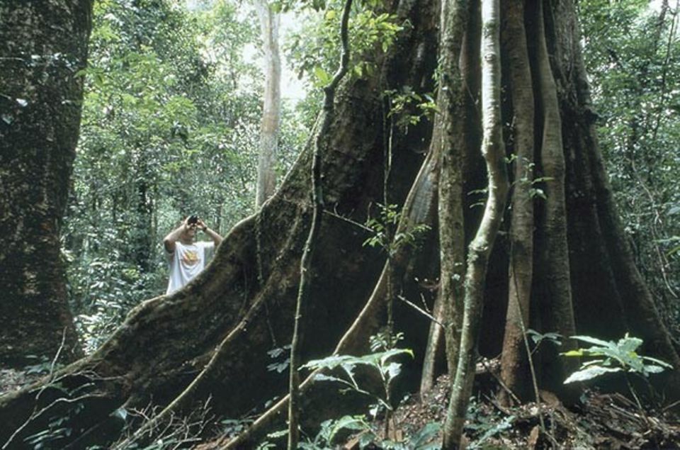 Im Budongo-Forest wachsen noch Mahagoni-Riesen mit gewaltigen Brettwurzeln.