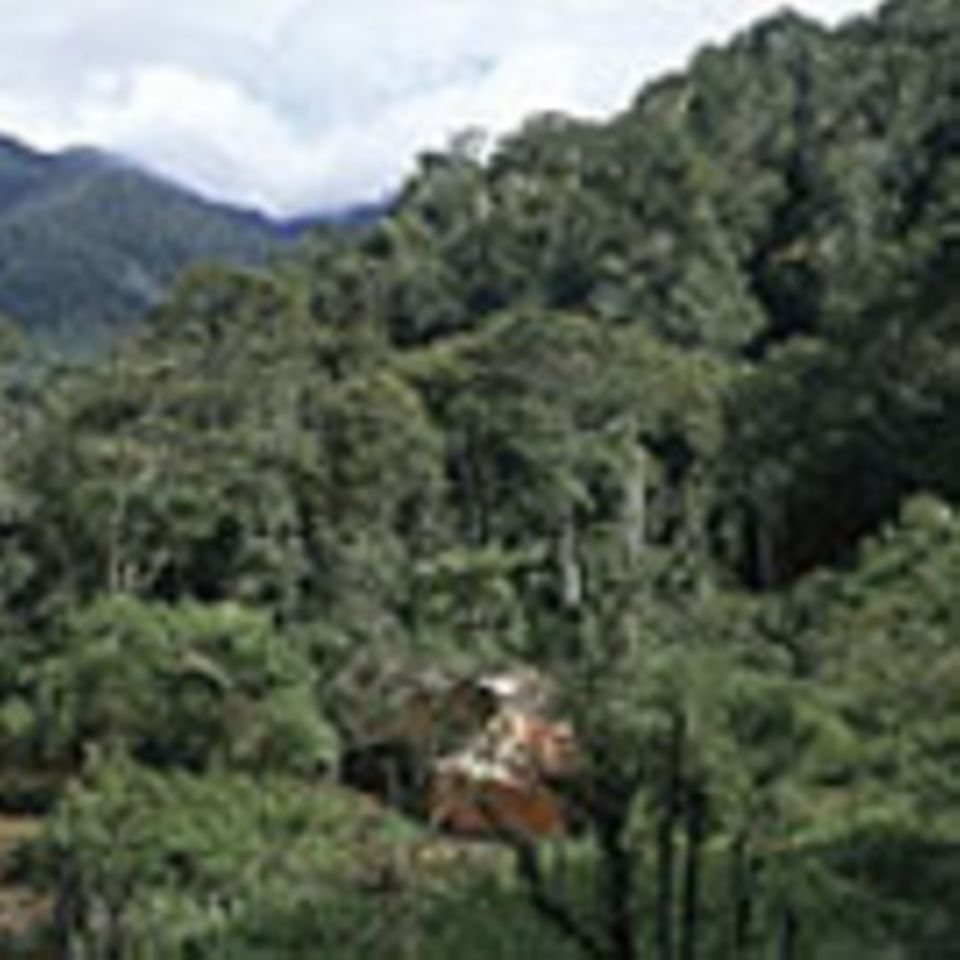 West-Papua: Schutz für die Urwälder