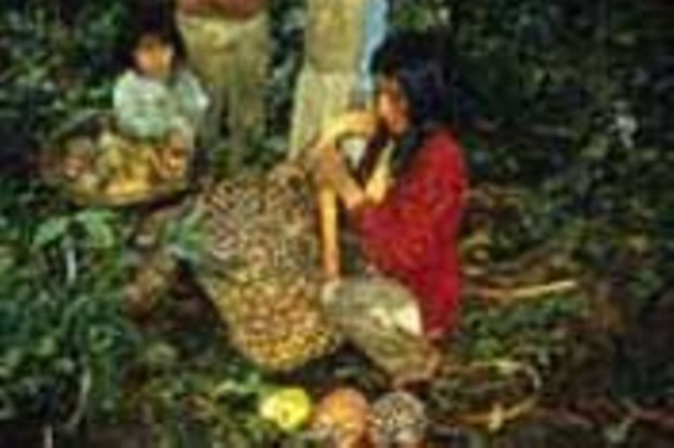 Kolumbien: Öl aus Milpeso-Palmen