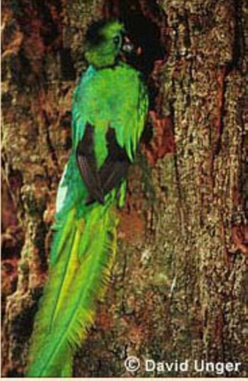 Quetzal - der Göttervogel der Maya ist bedroht