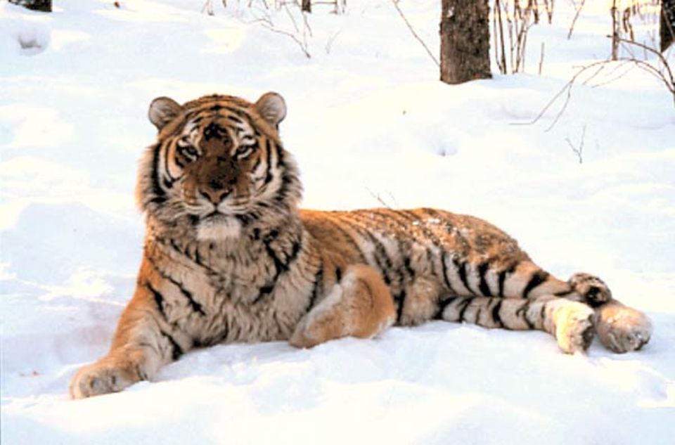 Sibirische Tiger, auch Amur-Tiger genannt, sind die größten Katzen der Welt. Sie können über drei Meter lang und 300 Kilo schwer werden