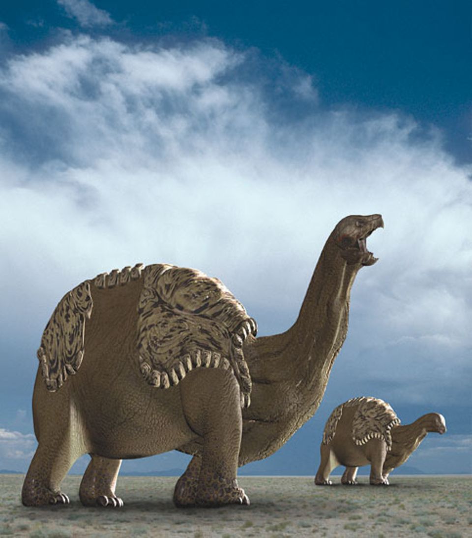 Dinoschildkröten bewegen sich langsam und schwankend. Sie fressen jede Pflanze, die sie finden können