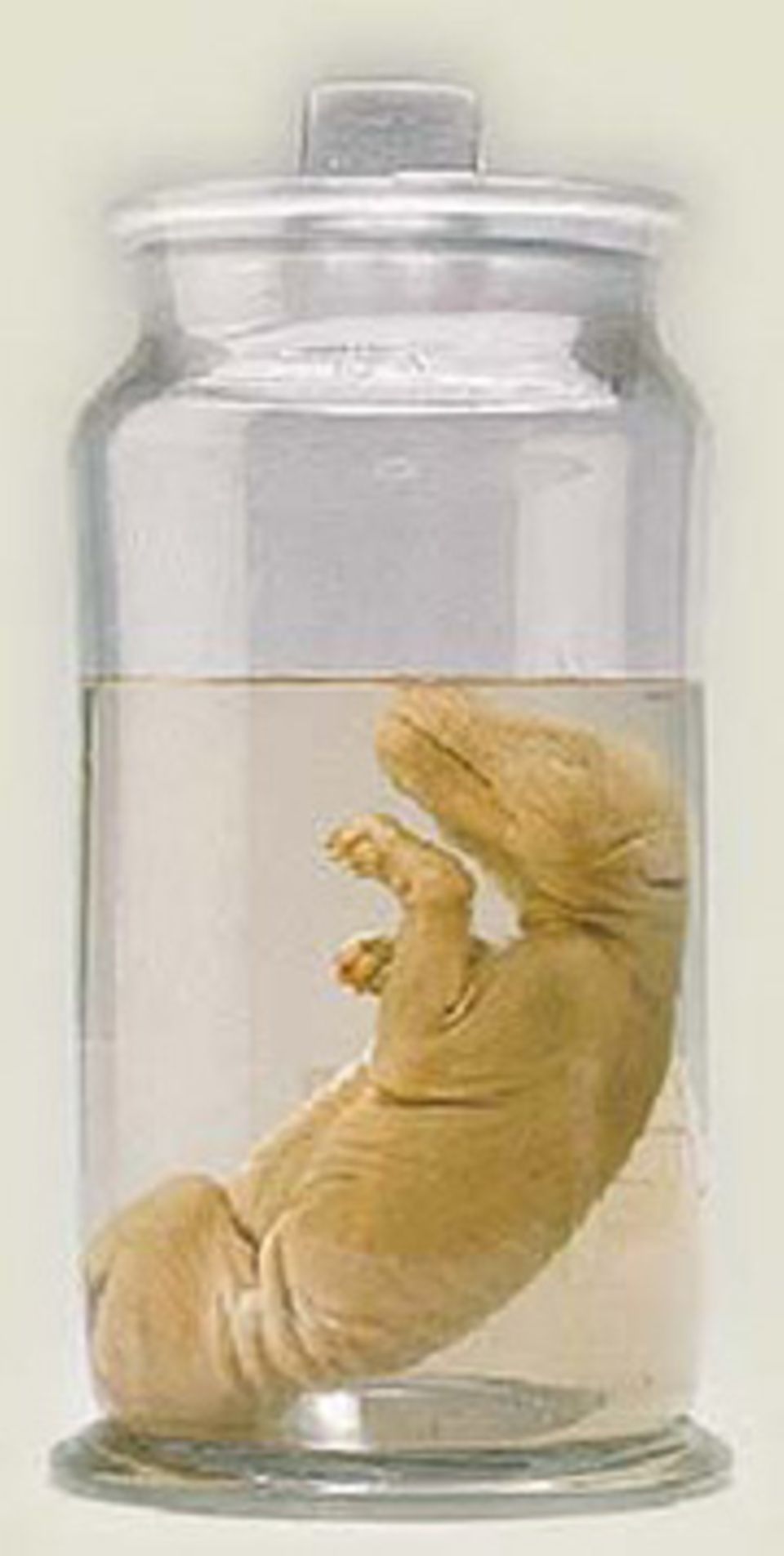 Museumsstück: Beutelwolf-Embryo von 1866