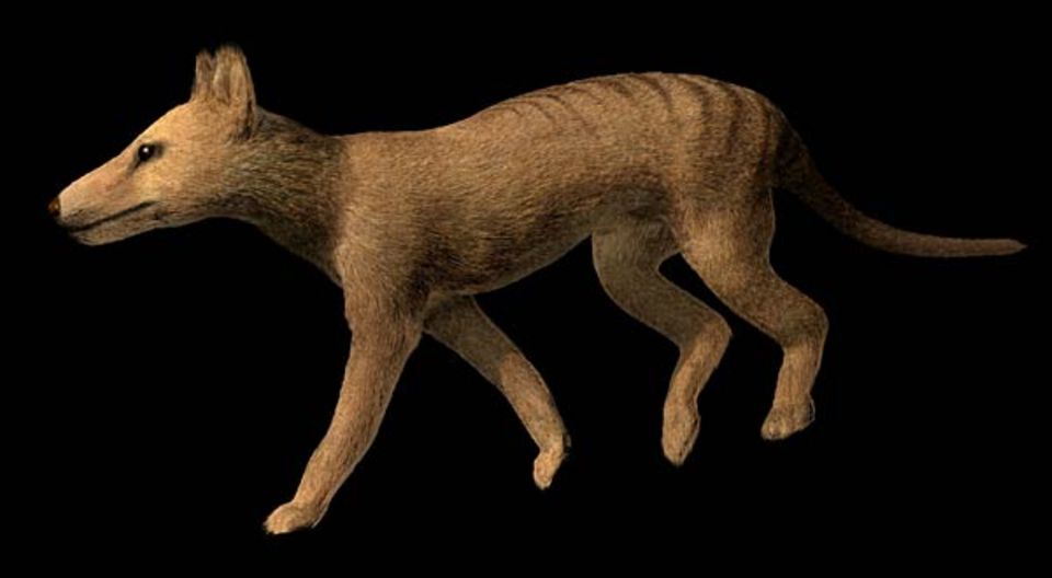 Ein junger Beutelwolf - nicht aus der Retorte, sondern aus dem Computer