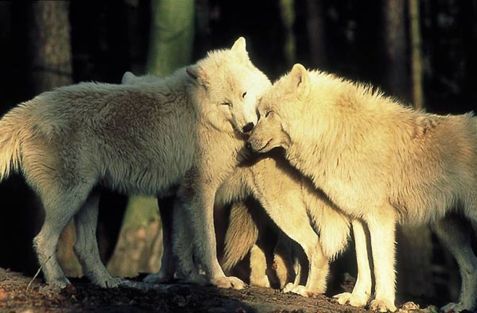 Fellpflege: Arktiswölfe sind friedlicher als andere Wolfsarten und weniger scheu gegenüber Menschen - sie wurden kaum von ihnen gejagt