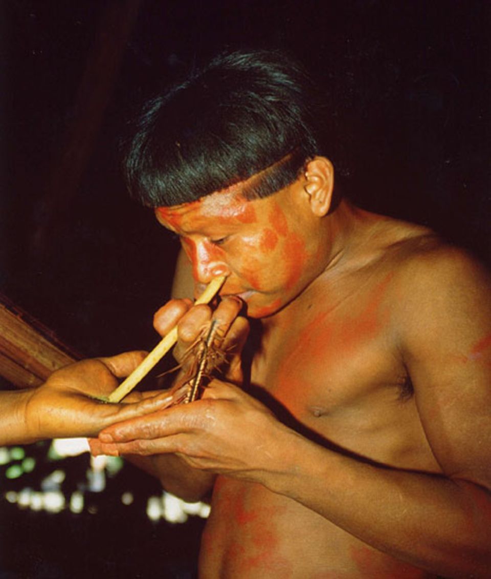 Durch einen abgesägten Geierknochen schnupft einer der Indios Kumady, eine halluzinogene Droge aus Rindenasche und Tabakpulver