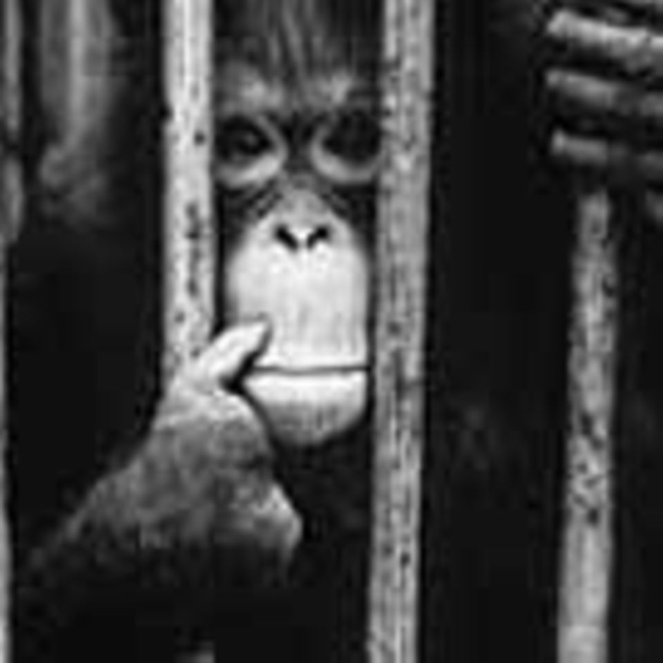 Affen: Orang-Utans: Mit der Säge kommt das Aus