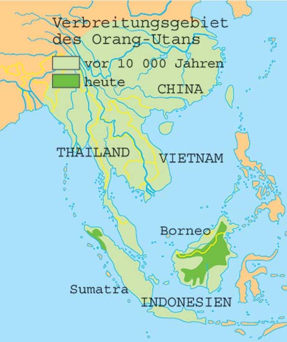 Affen: Wilde Orang-Utans leben in den tropischen Wäldern von Sumatra und Borneo in Indonesien. Doch Brandrodung und Holzeinschlag haben von ihrem Lebensraum kaum etwas übrig gelassen. Affen: Wilde Orang-Utans leben in den tropischen Wäldern von Sumatra und Borneo in Indonesien. Doch Brandrodung und Holzeinschlag haben von ihrem Lebensraum kaum etwas übrig gelassen.