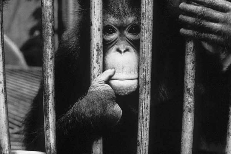 Affen: Weil sie Eier "gestohlen" hatte, wurden der Menschenäffin vier Finger abgehackt. Viele in Gefangenschaft lebende Orang-Utans werden als Erwachsene ausgesetzt oder getötet, um Platz zu schaffen für niedlichere Jungtiere. Affen: Weil sie Eier "gestohlen" hatte, wurden der Menschenäffin vier Finger abgehackt. Viele in Gefangenschaft lebende Orang-Utans werden als Erwachsene ausgesetzt oder getötet, um Platz zu schaffen für niedlichere Jungtiere.