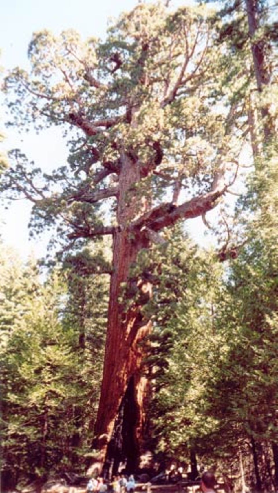 Riesenbäume