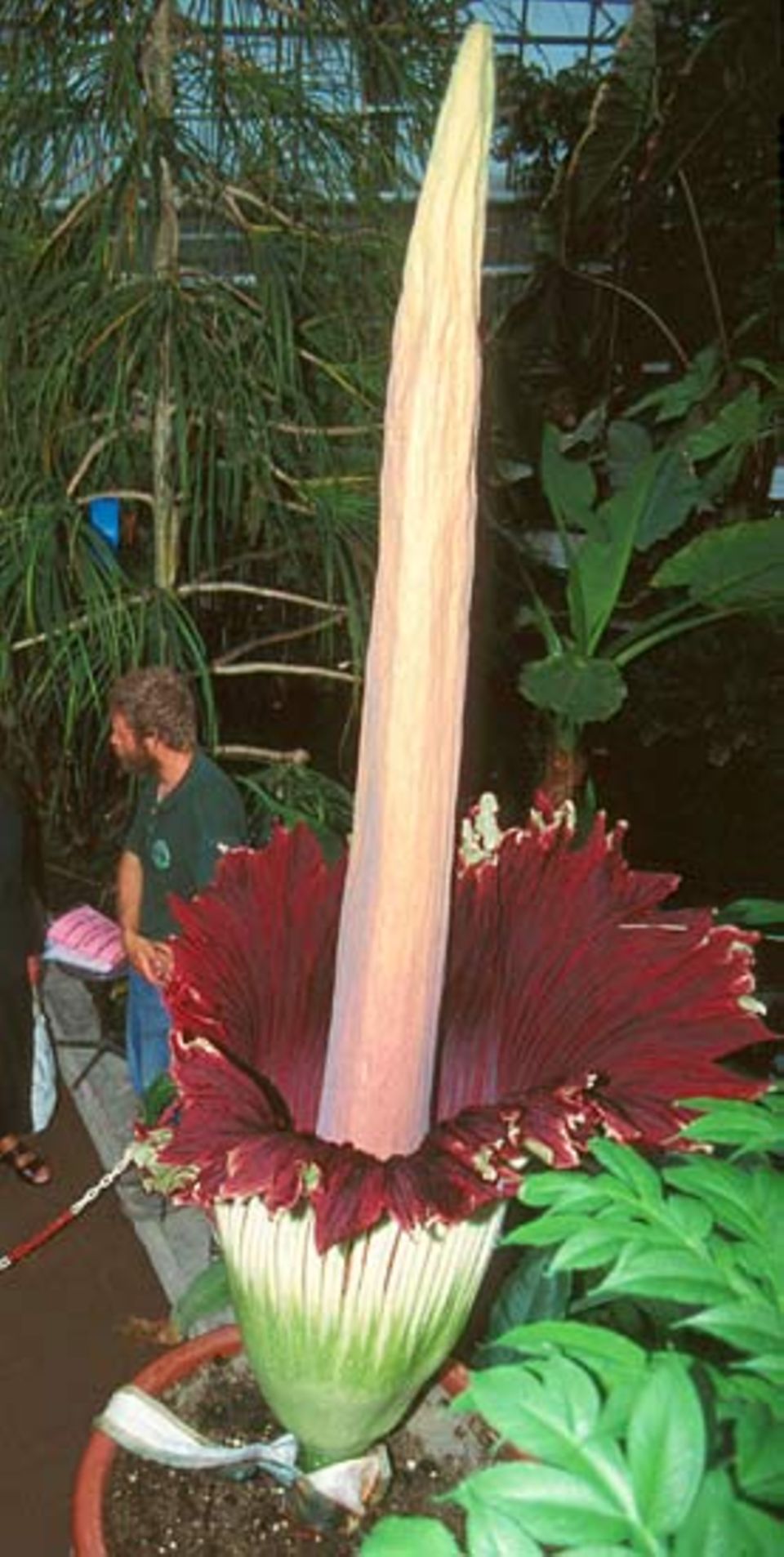 Die Riesenblume blüht in unregelmäßigen Abständen von mehreren Jahren. Das letzte Mal war die Blüte im Juli 2000 in Bonn zu sehen