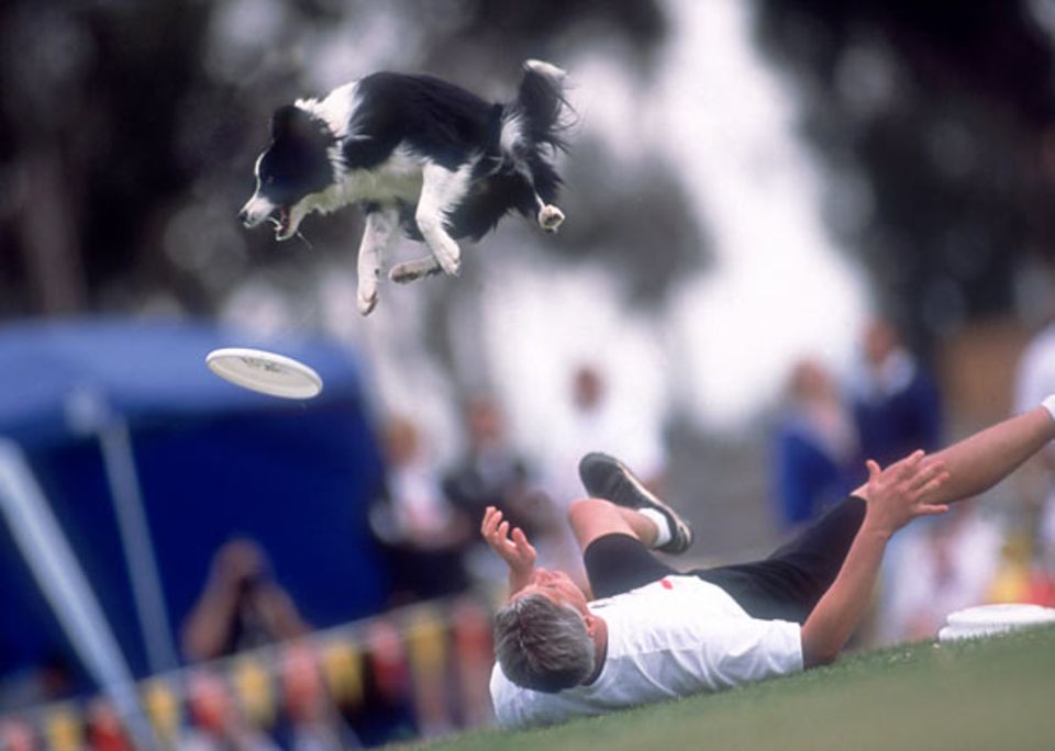 Hunde: Achtung, fliegender Hund! Ein Border Collie versucht, eine Frisbeescheibe zu fangen. Sein Herrchen spielt gleich mit