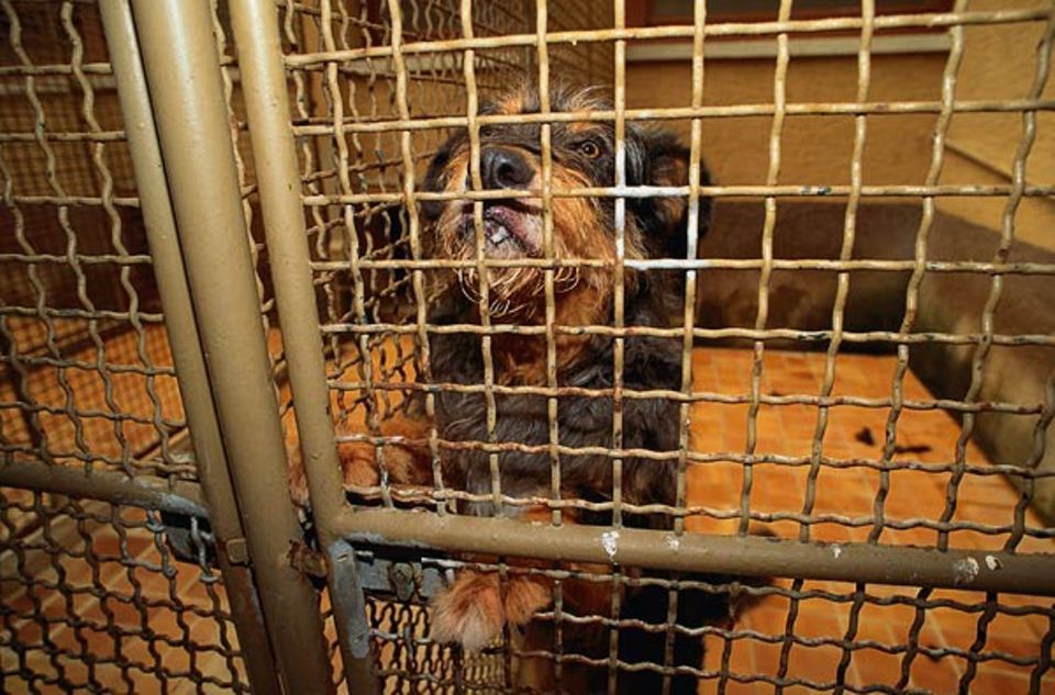 Hunde: Immer wieder landen Hunde in Tierheimen hinter Gittern, weil die Besitzer nicht mehr wissen, wohin mit ihnen. Eingesperrt zu sein, macht jeden Hund unglücklich und aggressiv