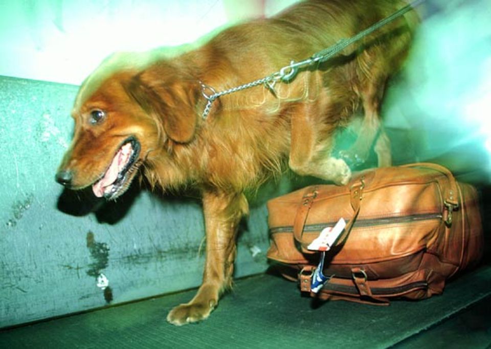 Hunde: Spürhunde sind besonders gute Schnüffler: Sie suchen zum Beispiel nach Drogen im Gepäck