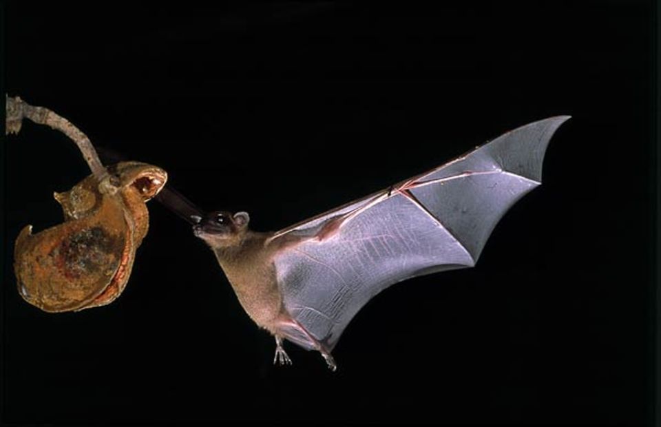 Tierfotograf Ingo Arndt: Ein Epauletten-Flughund bei der Landung auf einem Fruchtbaum Tierfotograf Ingo Arndt: Ein Epauletten-Flughund bei der Landung auf einem Fruchtbaum