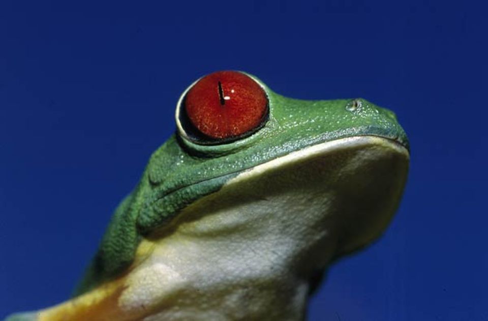 Tierfotograf Ingo Arndt: Farbenprächtiger Tropenbewohner: der Rotaugenfrosch aus Mittelamerika Tierfotograf Ingo Arndt: Farbenprächtiger Tropenbewohner: der Rotaugenfrosch aus Mittelamerika