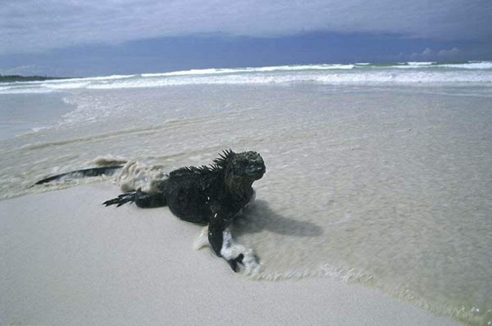 Tierfotograf Ingo Arndt: Zum Lebensraum der Meerechsen gehören sowohl das Land als auch das Wasser der Galapagos-Inseln Tierfotograf Ingo Arndt: Zum Lebensraum der Meerechsen gehören sowohl das Land als auch das Wasser der Galapagos-Inseln