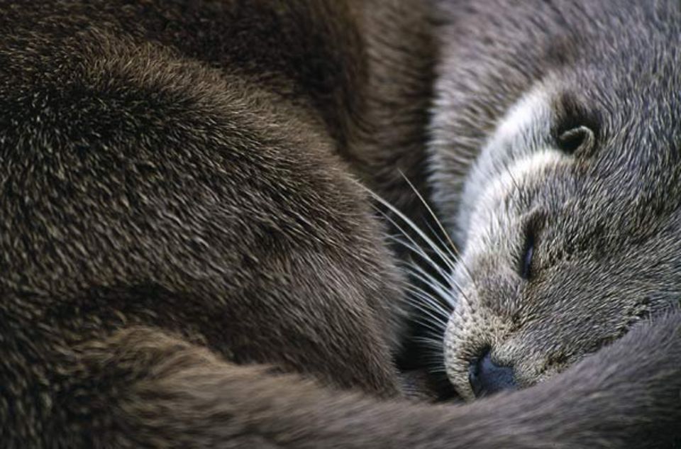 Tierfotograf Ingo Arndt: Zusammengerollt geht dem schlafenden Fischotter weniger Körperwärme verloren Tierfotograf Ingo Arndt: Zusammengerollt geht dem schlafenden Fischotter weniger Körperwärme verloren