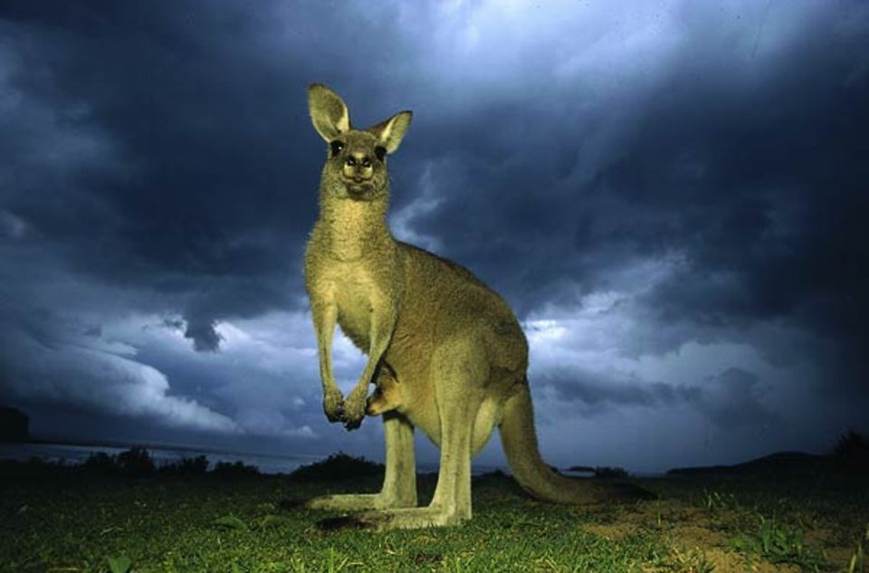 Tierfotograf Ingo Arndt: Ein dramatischer Sturmhimmel breitet sich über der Ostküste Australiens aus. Das Graue Riesenkänguru-Weibchen hat seinen Nachwuchs im schützenden Beutel