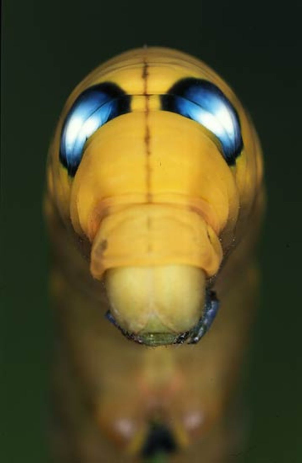 Tierfotograf Ingo Arndt: Die Schmetterlingsraupe des Oleanderschwärmers zeigt zur Abwehr gegen Feinde ihre blauen Augenflecken Tierfotograf Ingo Arndt: Die Schmetterlingsraupe des Oleanderschwärmers zeigt zur Abwehr gegen Feinde ihre blauen Augenflecken