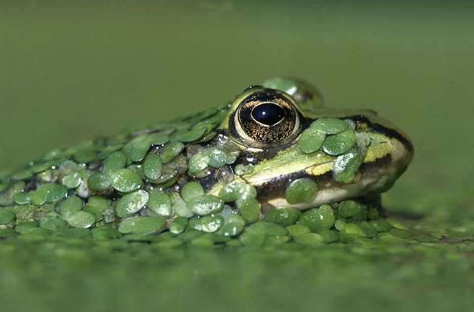 Tierfotograf Ingo Arndt: Gut getarnt wartet ein Wasserfrosch, bis Beute in Reichweite kommt Tierfotograf Ingo Arndt: Gut getarnt wartet ein Wasserfrosch, bis Beute in Reichweite kommt