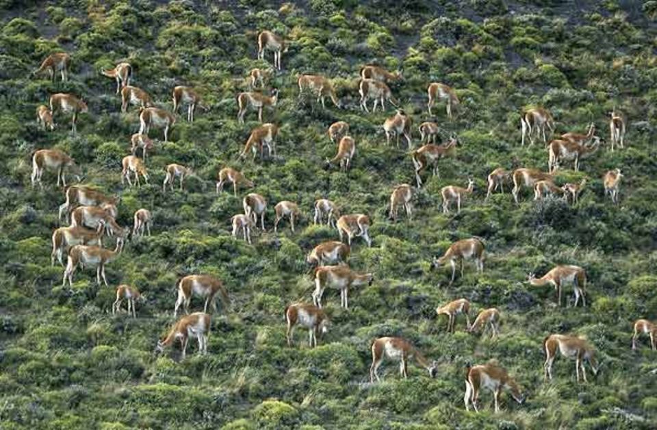 Tierfotograf Ingo Arndt: Im Torres del Peine Nationalpark an der Südspitze Amerikas grasen noch große Herden Guanakos Tierfotograf Ingo Arndt: Im Torres del Peine Nationalpark an der Südspitze Amerikas grasen noch große Herden Guanakos