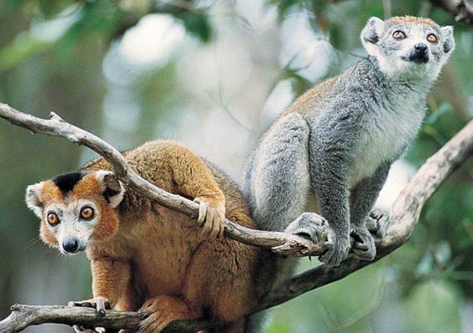 Urlaub: Ureinwohner mit schönen Augen: Madagaskars Lemuren
