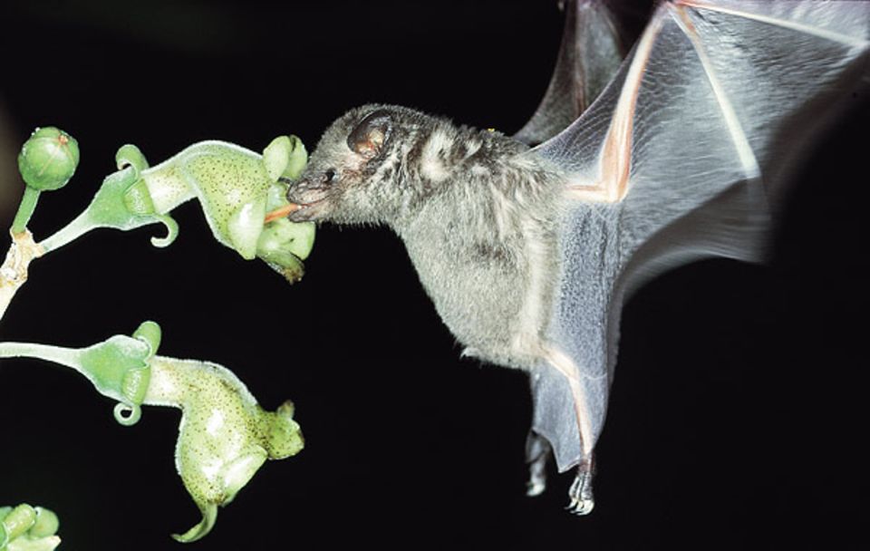 Veränderte Sehzellen sorgen bei der Blumenfledermaus für gute Sicht auch in der Nacht Veränderte Sehzellen sorgen bei der Blumenfledermaus für gute Sicht auch in der Nacht