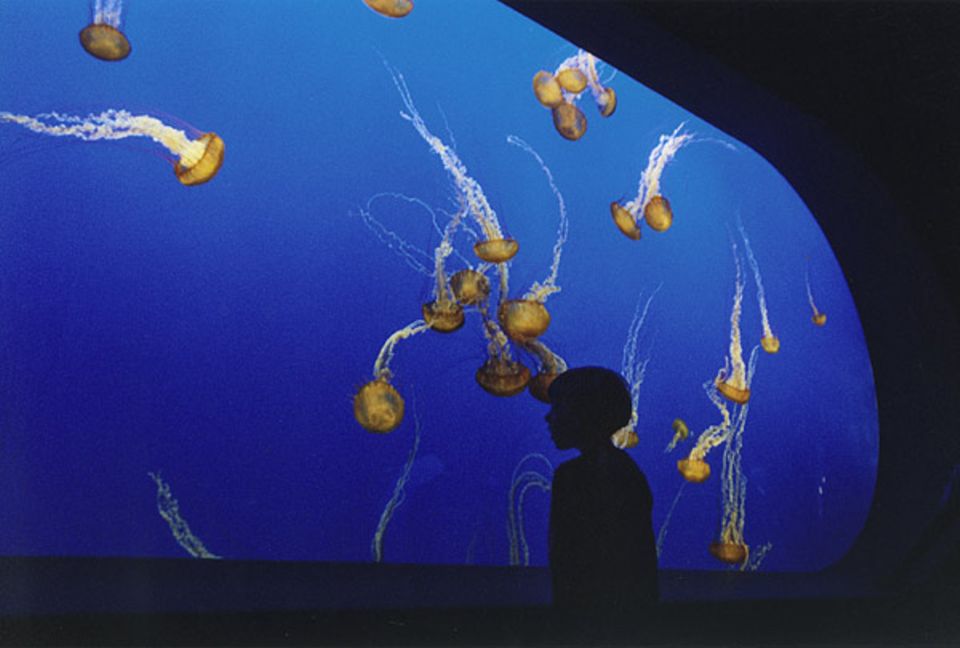 Meeresbiologie: Im Scheinwerferlicht des Monterey-Bay-Aquariums leuchtet feuerrot die pazifische Kompassqualle. Menschen sollten diese Farbe als Warnung verstehen