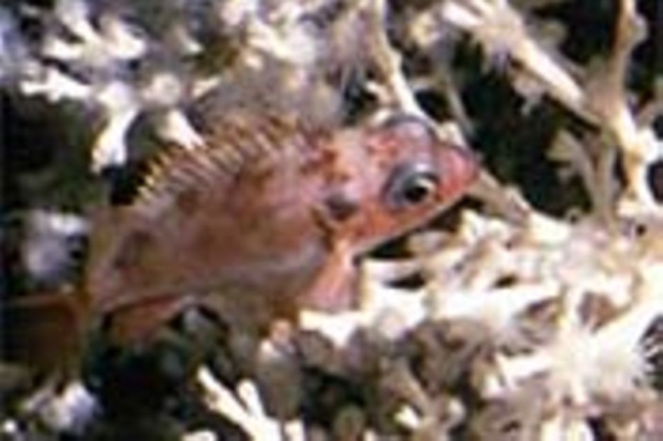 Kaltwasserkorallen: Die kühlen Blumentiere