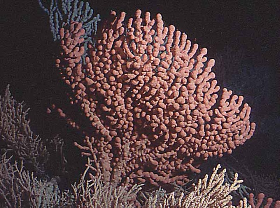 Paragorgia: Die rote Oktokoralle kann auf dem Riffdach bis zu 3 Meter hoch wachsen