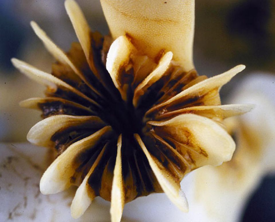 Das Korallentier (oder der Polyp) Lophelia Septen wird von einem massiven Kalkskelett mit Fächern (Septen) umgeben