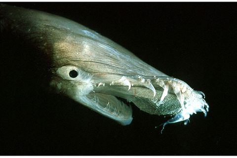 Tiefsee: Tückisch glimmende Lippe: Leuchtzellen am Oberkiefer des Anglerfisches Thaumatichthys sollen neugierige Beute anlocken